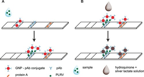 Figure 1. Schemes of the test strip used and LFIAs in conventional sandwich format (A) and silver-enhanced sandwich format (B).