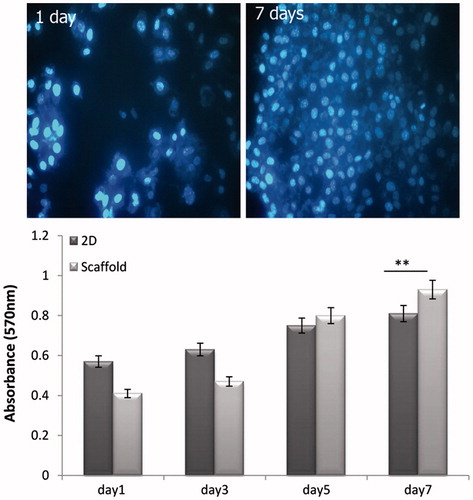 Figure 3. Measure of cell viability and proliferation of seeded cells on tissue culture plate and scaffolds by MTT assay and DAPI staining on different days of cultures period (** P < .01, n = 3 biological samples, mean ± SD).