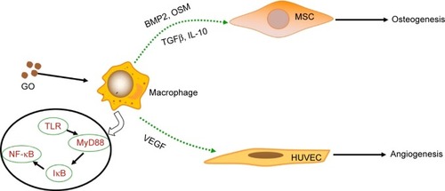 Figure 8 The possible mechanisms of osteoimmunomodulatory effects of the GO mediating osteogenesis and angiogenesis.Abbreviations: BMP2, bone morphogenetic protein-2; GO, graphene oxide; HUVEC, human umbilical vein endothelial cell; IL, interleukin; MSC, mesenchymal stem cell; NF-κB, nuclear factor-κB; OSM, oncostatin M; TGFβ, transforming growth factor β; VEGF, vascular endothelial growth factor.