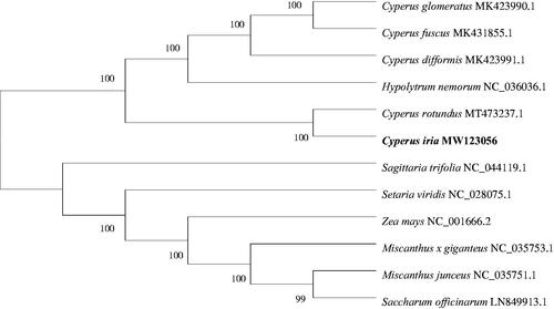 Figure 1. Phylogenetic tree of 12 species based on the maximum-likelihood analysis of the complete chloroplast genome sequences using 1000 bootstrap replicates.