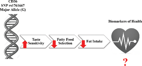 Figure 1. Schematic representation of the effect of the rs1761667 SNP in the CD36 fat taste receptor gene on fat taste perception, fatty food selection, fat intake, and biomarkers of health such as blood TG levels, cholesterol levels, and anthropometrics. The effect of the G allele on CD36 function in the tongue as a fat taste receptor and in the muscle as a fatty acid transporter is controversial. While taste perception studies have been able to consistently show that G allele homozygotes have higher taste sensitivities to fatty acids due to the increased expression of the receptor, others have suggested that the G allele is associated with decreased function in the muscle as a fatty acid transporter. Therefore, there is a discrepancy between the expected decrease in plasma TGs due to taste effects and the observed increase in plasma TGs due to the lack of FA transport into the muscle.