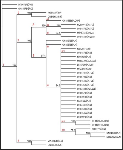 Figure 2. Neighbour-joining consensus tree constructed in accordance with the ITS genetic markers. The legends follow the accession number represent an abbreviation of species name.
