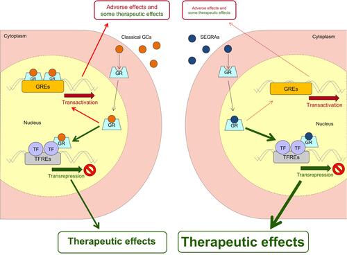 Figure 1 Model of GR transactivation and transrepression of genes, when induced by classical GCs and SEGRAs. SEGRAs have been designed to improve the therapeutic index compared to classical GCs, by preferentially inducing transrepression with negligible transactivating activity.Abbreviations: GC, glucocorticoid; GR, glucocorticoid receptor; GRE, glucocorticoid response element; SEGRA, selective glucocorticoid receptor agonist; TF, transcription factor; TFRE, transcription factor responsive element.