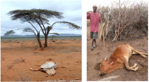 Figure 11. During the current drought, livestock deaths are on the rise