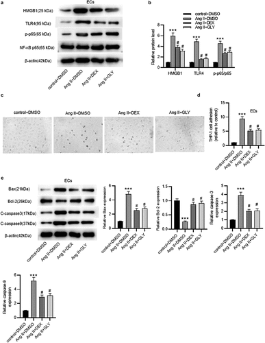 Figure 6. DEX affects the inflammation and apoptosis of ECs via HMGB1/TLR4/NF-κB signaling pathway. (a-b) Western blotting for assessing HMGB1/TLR4/NF-κB signaling pathway-related proteins in ECs. (c) Adhesion of THP-1 monocytes to ECs observed under a light microscope. (d) Quantification of THP-1 cell adhesion in each group. (e) Western blotting measuring levels of apoptosis-associated proteins in ECs. Each experiment was performed in triplicate. ***p˂0.001 vs. control+ DMSO group; #p˂0.05 vs. Ang II+ DMSO group.