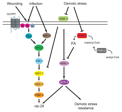 Figure 8 Model of the control of nlp-29 expression. Signals perceived upon D. coniospora infection and injury are transduced by a PKC-p38 MAPK pathway to regulate the expression of nlp-29. OSM-11 acts as a negative regulator of this pathway, intervening at the level of pmk-1, or above. It also acts in a WNK-1- and GCK-3-dependent parallel pathway to negatively regulate nlp-29 expression. The OSM-11/WNK-1/GCK-3 pathway additionally controls the organismal resistance to osmotic stress, and via a separate as yet undefined pathway, the expression of gpdh-1, and thereby glycerol levels (not shown here for the sake of simplicity). Both POD-2 and FASN-1 influence fatty acid (FA) levels, and negatively regulate nlp-29 expression, in a WNK-1- and GCK-3-dependent manner. The exact manner in which FA levels alter nlp-29 expression has yet to be determined. They may act indirectly by affecting the structure of the cuticle or epidermal cell membrane integrity.