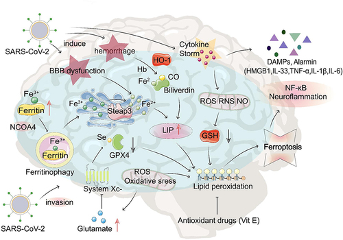 Figure 2 The potential role of ferroptosis in COVID-19-related brain injury. After SARS-CoV-2 infection, transferrin receptors recognize transferrin that carries Fe3+, which enters cells through endocytosis to form endosomes. IL-6 promotes ferritin synthesis, which stores Fe3+ and releases Fe3+ through ferritinophagy; after that, the endoplasmic reticulum metal reductase Steap3 reduces Fe3+ into Fe2+ to form LIP. GPX4 protects the cell against lipid peroxidation and inhibits ferroptosis. Under iron overload conditions combined with GPX4 depletion or inhibition, mitochondria generate large amounts of ROS, leading to lipid peroxidation, cell membrane damage, and ferroptosis. Excess ROS depletes intracellular GSH, and this depletion forms a positive feedback loop and aggravates lipid peroxidation. During this peroxidation, damage-associated molecular patterns and alarmins (eg, HMGB1, IL-33, TNF-α, IL-1 β, and IL-6) are released that activate NF-kB and other proinflammatory signaling pathways, eventually leading to neuroinflammation and cell death. SARS-CoV-2 infection can damage the brain, resulting in BBB disruption and bleeding accompanied by a cytokine storm.