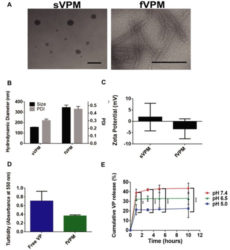 Figure 1 Triblock copolymer micelles loaded with VP exhibit tunable morphology, pH-sensitivity, and aqueous solubility. (A) Representative TEM images of both sVPM (left, scale bar= 100 nm) and fVPM (right, scale bar= 500 nm), (B) size and polydispersity index (PDI) of micelles (n=3, mean ± SD), (C) zeta potential of sVPM and fVPM in 10 mM NaCl, (D) turbidity measured with both free and encapsulated VP in fVPM at 2 mg/mL VP in 1× PBS (n=3, mean ± SD), (E) VP release from fVPM at 0, 1, 3, 5, and 10 hrs timepoints in buffers prepared at pH 5.0, 6.5, and 7.4 (n=3, mean ± SD, one-way ANOVA with Bonferroni’s multiple comparisons test (**p ≤ 0.01, ***p ≤ 0.001)).