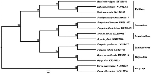 Figure 1. Phylogenetic tree based on fourteen complete chloroplast genome sequences.