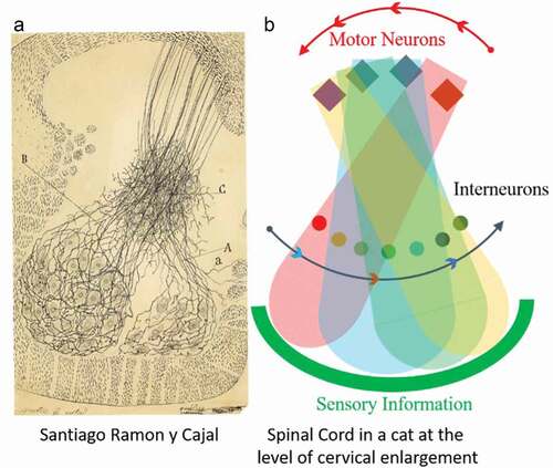 Figure 2. (a) Drawing of the cervical spinal cord of a cat by Santiago Ramon y Cajal [Citation10]. This classic anatomical sketch of the input projecting from the dorsal segment of the gray matter, passing through a cluster of interneurons, demonstrates a challenging perspective as to how these interneurons within this cluster defines which excitatory and inhibitory signals functionally project to either, generally the more medial flexor or, laterally located extensor motor pools in the most ventral part of the gray matter. (b) Cartoon sketch to illustrate the hypothesis that different combinations of interneurons are activated by a specific combination of proprioceptors (green curve). Such sensory ensembles involving unique combinations of interneurons mediate a unique pattern of activation of motor pools. The pattern of motor pool activation controls the next phase of the motor output, ultimately defining the next specific phase of a planned movement. The translation of sensory signals occurs in real-time. However, the motor outcome is ‘planned’ in a feedforward manner by interneurons that contribute to central pattern generation for repetitive tasks such as locomotion.