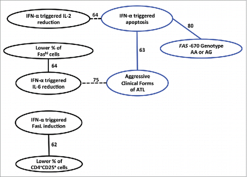 Figure 3. IFN-α response is dependent on clinical and molecular variables: A Bayesian Network approach. Annotated Bayesian Network including the following 13 clinical, molecular and cellular attributes: Clinical forms, Age, Gender, FAS -670 genotype, CD4+ %, CD4+CD25+ %, Fashi % (see Table 1) and all six IFN-α response measures (proliferation, apoptosis, p19, IL-2, IL-6 and FasL, see Fig. 2). Variables that are strongly interdependent are shown by arcs, solid arcs when the association is positive, dashed arcs when negative. The stability of the dependency was assessed with a non-parametric bootstrap (100x replicates). All arcs with bootstrap over 60% are depicted in the network. Apoptosis triggered by IFN-α is strongly dependent on the presence of the FAS -670 A allele, linked to aggressive clinical forms of ATL (blue circles and arcs), and inversely linked to IFN-α induced reduction of IL-2 levels. Likewise, with regard to reduction of IL-6, IFN-α response is more pronounced when there are fewer Fas+ cells and when ATL is less aggressive; while IFN-α induced FasL induction is more pronounced when there are fewer CD4+CD25+ cells (comprising ATL cells).