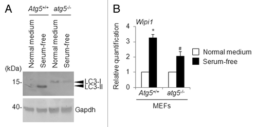 Figure 12. Changes in the Wipi1 mRNA level in atg5-deficient MEFs. (A) Atg5+/+ MEFs and atg5−/− MEFs were cultured in normal medium or serum-free medium for 4 h, and a western blot using the indicated antibody was performed (40 μg of lysates/lane). The arrowheads indicate the position of LC3-I and LC3-II. The left side of the panel indicates the position of the molecular weight marker (in kilodaltons). As a loading control, Gapdh was detected. (B) Atg5+/+ MEFs and atg5−/− MEFs were cultured in normal medium or serum-free medium for 4 h, and quantitative RT-PCR was performed to detect the Wipi1 mRNA level. The means ± SDs are shown as the relative fold-induction when the values obtained in cells cultured in normal medium were set as 1. The Gapdh level was used as an internal standard. *P < 0.05 (vs. Atg5+/+ MEFs cultured with normal medium) and #P < 0.05 (vs. atg5−/− MEFs cultured with normal medium and Atg5+/+ MEFs cultured with serum-free medium), according to a 2-tailed Student t test (n = 4).