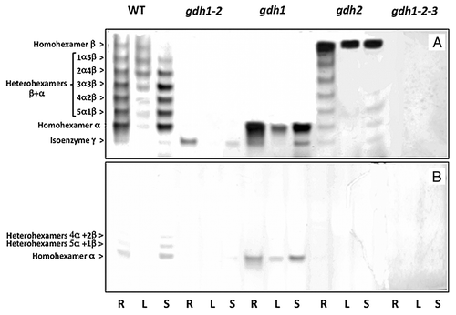 Figure 2. NADH- and NADPH-dependent GDH isoenzyme patterns of roots, leaves and floral stems of Arabidopsis WT and mutants deficient in the three genes encoding the enzyme. Protein extracts of the roots (R), leaves (L) and floral stems (S) of the wild type (WT), gdh1, gdh2, gdh1–2 and gdh1–2-3 mutants were subjected to native PAGE followed by NAD-GDH (A) and NADP-GDH (B) in-gel activity staining. The composition of the subunits of the eight isoenzymes in the WT are indicated on the left side of the panel.