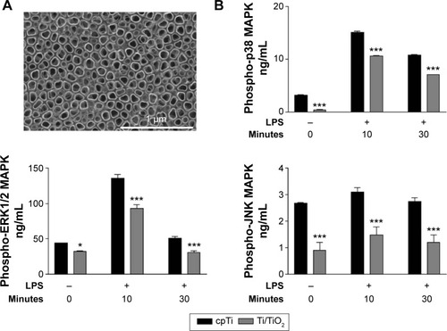 Figure 1 (A) A top-view SEM image of TiO2 nanotubes (Ti/TiO2). (B) Effects of Ti/TiO2 surface vs cpTi on p38, ERK1/2, and JNK activation in the absence or presence of LPS in RAW 264.7 macrophages.Notes: Cells were allowed to adhere on the surfaces for 24 hours and then incubated with 1 µg·mL−1 LPS for specified times. Phosphorylated proteins were detected by the ELISA technique as described in Materials and methods. The data are expressed as mean ± SD. *P<0.05; ***P<0.001.Abbreviations: cpTi, commercial pure titanium; SEM, scanning electron microscope; JNK, c-Jun NH2-terminal kinase; LPS, lipopolysaccharide; ELISA, enzyme-linked immunosorbent assay; MAPK, mitogen-activated protein kinase; ERK, extracellular signal-regulated kinase; SD, standard deviation; vs, versus.