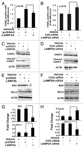 Figure 8. Downregulation of LAMP2A triggers apoptosis in breast cancer cells. Proliferating T47D cells were either transfected with LAMP2A or empty pcDNA3 vector for 48 h or transfected with LAMP2A siRNA or control siRNA for 72 h followed by incubation with 150 nm H2O2 for the last 24 h. The cells were then assayed using Apo-Direct apoptosis kit. Percentage of FITC positive cells from both LAMP2A overexpressed (A) and underexpressed (B) samples were represented as a bar diagram. (C and D) demonstrate immunoblotting with CASP3 and cleaved CASP3 fragments in the indicated samples. Protein expression levels of BAX and BCL2 in LAMP2A overexpressed cells, as well as LAMP2A knock down cells, are shown in (E and F). The densitometric analyses of the indicated proteins with respect to ACTB from three independent experiments are shown as bar diagram in (G and H). Values are means ± SEMs from three independent experiments. Significant changes are indicated by an asterisk (*p < 0.05 ANOVA; Tukey test).