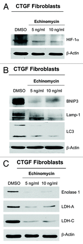 Figure 4. The activation of autophagy and glycolysis in CTGF-fibroblasts is HIF-1α−dependent. To evaluate if the activation of autophagy and glycolysis of CTGF-fibroblasts is HIF-1α dependent, CTGF-fibroblasts were treated with the HIF-1α inhibitor echinomycin (5–10 ng/ml) or vehicle alone (DMSO) for 24 h. Western blot analysis demonstrates that echinomycin treatment reduces the expression of (A) HIF-1α, (B) mitophagy (BNIP3) and autophagy (Lamp-1 and LC3) markers, and (C) glycolytic enzymes (Enolase 1, LDH-A and LDH-C). Equal loading control was assessed using β-actin. These results indicate that CTGF expression enhances autophagy/mitophagy and glycolysis in a HIF-1α-dependent manner.