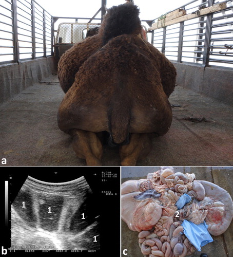Figure 13. Intestinal volvulus in a female camel showing bilateral abdominal distension (a). Image (b) shows dilated intestinal loops with markedly reduced motility. Image (c) shows mesenteric torsion. 1 = distended intestinal loops; 2 = shows site of volvulus.