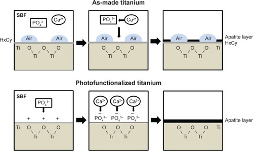 Figure 9 Proposed mechanism of nano-biomimetic apatite deposition on as-made and photofunctionalized titanium surfaces.Notes: Direct deposition of apatite takes place on photofunctionalized titanium surfaces, whereas the hydrocarbon layer is intervened between apatite and titanium on as-made titanium surfaces. The area of apatite deposition is also increased on photofunctionalized titanium because of the elimination of surface air bubbles.Abbreviation: SBF, simulated body fluid.