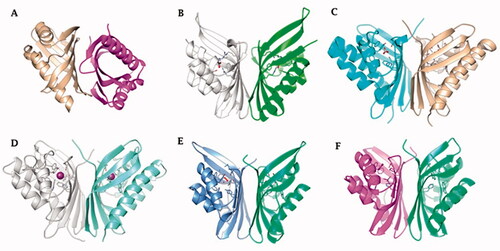 Figure 3. Ribbon view of (A) hNFT2 (PDB 1GY5), (B) CAMKII in complex with acetate (PDB 2W2C), (C) AspCA (ι-CA from Anabaena cyanobacterium) in complex with HCO3- (PDB 7C5V), (D) BnaCA (ι-CA from microalga Bigelowiella natans) in complex with I- (PDB 7C5Y), (E) XcaCA (ι-CA from X. campestris) in complex with putative HCO3- (PDB 3H51), (F) homology model of BteCA (ι-CA from B. territorii) using XcaCA as template (51% identity).