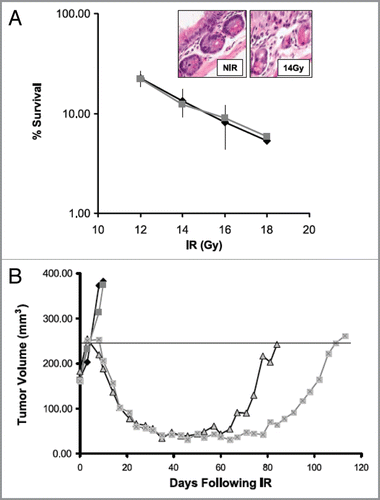 Figure 4 Imatinib increases radiotherapy-induced tumor growth delay without increasing intestinal toxicity in a PC-3 prostate cancer xenograft. (A) Intestinal crypt cell survival in BALB/c mice following 1–18 Gy in vivo in the presence of 50 mg/kg/d for 5 d. Surviving crypts were scored 3 d after irradiation based on three mice per treatment group. Points, mean survival; bars, SD. Inset, H&E-stained section of intestinal crypts before and after 14 Gy. (B) Plot of growth delay of PC3 xenografts treated with PBS alone, imatinib (50 mg/kg/d × 8 d) alone, 4 Gy × 5 plus PBS, or 4 Gy × 5 plus imatinib. Irradiated mice were either pretreated with 3 d PBS (sham) or 3 d imatinib (50 mg/kg/d i.p.) before irradiation and received daily PBS or imatinib i.p. dosing during 4 Gy daily radiation fractions for a total treatment period of 8 d similar to drug alone. For clarity, the median animal per group is shown. The calculated mean growth delay based on 9–10 mice per group was 100 ± 7 d for the combined treatment group, compared with 74 ± 14 d for the radiotherapy alone group (p = 0.003). There was no difference in growth delay between the imatinib alone and control groups. (Adapted and reprinted with permission from the American Association for Cancer Research: Choudhury et al., “Targeting homologous recombination using imatinib results in enhanced tumor cell chemosensitivity and radiosensitivity,” Mol Cancer Ther 2009; 8:203–13).