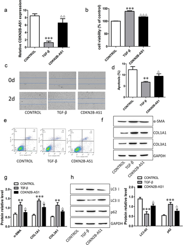 Figure 2. Overexpression of CDKN2B-AS1 alleviates TGF-β-induced fibroblast activation. a: The expression of CDKN2B-AS1 was determined by RT–qPCR. b: HFL-1 cell viability was analyzed by a CCK-8 assay and compared with that under TGF-β treatment. c: The HFL-1 cell migration ability was evaluated by a wound healing assay. d, e: Flow cytometric detection of HFL-1 cell apoptosis. f, g: Western blot verification of α-SMA, COL1A1, and COL3A1 protein expression levels. h: Western blot verification of LC3I, LC3II, and p62 protein expression levels. ***p < 0.001 and **p < 0.01 compared with the CONTROL group; ***p < 0.001, **p < 0.01, and *p < 0.05 compared with the TGF-β group. TGF-β: TGF-β-induced group, CDKN2B-AS1: TGF-β-induced with CDKN2B-AS1-overexpression group. Data are presented as means ± SD (n = 3).