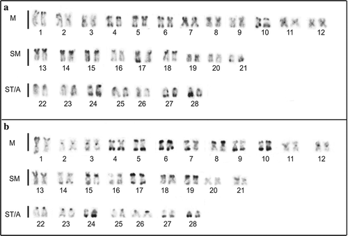 Figure 2. C-banded karyotypes of (a) Pseudoplatystoma metaense and (b) P. orinocoense. M indicates metacentric, SM submetacentric, ST subtelocentric and A acrocentric chromosomes.