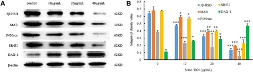 Figure 13 Effects of nano-TiO2 on proteins involved in testosterone synthesis in primary cultured rat LCs for 24 hours.Notes: (A) Representative Western blots of proteins in LCs. (B) β-Actin density values from representative blots of proteins in LCs (*P<0.05, **P<0.01, and ***P<0.001). The results indicate impairment of testosterone synthesis in LCs due to nano-TiO2. Values represent mean ± SD (n=5).Abbreviations: LCs, Leydig cells; nano-TiO2, nanoparticulate TiO2.