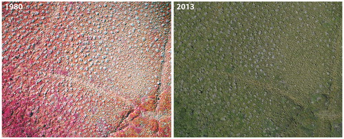 FIGURE 5. A portion of a 1980 (color infrared) and 2013 (color) photo pair taken over tussock tundra terrain. This photo pair highlights significant declines in tussock-forming sedge (light colored circles) with a corresponding increase in dwarf shrub cover. This trend is especially noticeable in the top right corner where tussocks are still visible in the 1980 image, but have been overtopped by dwarf shrubs in 2013.