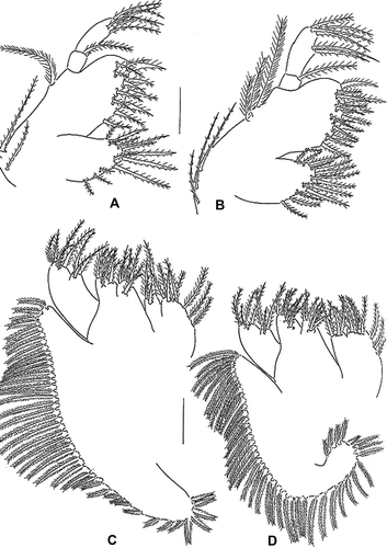 Figure 3.  Erimacrus isenbeckii (Brandt 1848). Maxillule: (A) first zoea, (B) second zoea; maxilla: (C) first zoea, (D) second zoea. Scale bar is 0.1 mm.