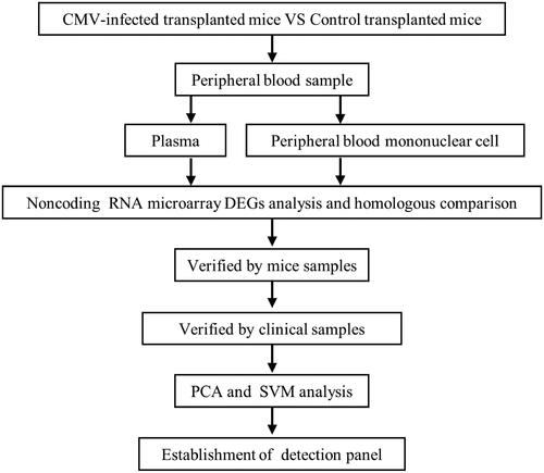 Figure 1. Flow diagram of the study design.