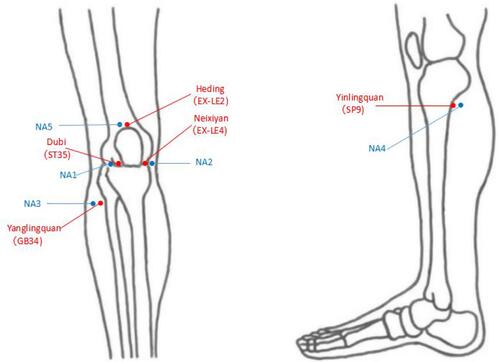 Figure 2 Acupoints location.