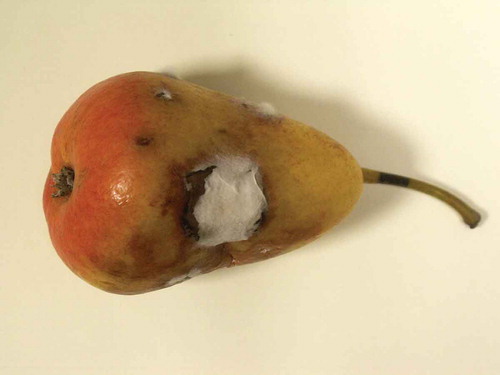 Figure 3. Pear affected by Alternaria rot.