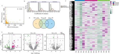 Figure 2. Expressional profile of circRNAs. (a) Expression correlation between circRNAs and their respective parental genes. Reads that spanned junction site reads (JSRs) were compared between circular and linear RNAs. (b) Expression variance of circRNAs and their parental genes in three groups. (c) Heatmap showing the expression of all circRNAs identified in this research. Read counts of each circRNAs were scaled into Z score. (d) Number of differentially expressed circRNAs in three different contrasts. (e) Volcano plots depicting differentially expressed circRNAs in three contrasts. The horizontal dashed lines represent the adjusted p value cut-off of 0.01 and the perpendicular dashed lines represent |LFC| cut-off of 1.