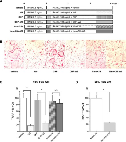 Figure 7 Three-day culture of NanoClik-W9 in 10% FBS was not enough to inhibit osteoclastogenesis, but culture in 50% FBS was sufficient for in vitro inhibition of osteoclastogenesis.Notes: (A) Schematic diagram of the experimental protocol to clarify W9 release mechanism from nanogels in vitro. Murine bone marrow cells were cultured in the presence of 10% FBS, 25 ng/mL M-CSF, and 5 ng/mL RANKL for one day to obtain bone marrow-derived osteoclast precursors. The precursors were then further incubated for 3 days in the presence of 10% FBS, 25 ng/mL M-CSF, and 100 ng/mL RANKL with the materials used in the in vivo study, ie, vehicle (0.05% dimethyl sulfoxide), W9 alone, CHP nanogels, W9 incorporated in CHP nanogels (CHP-W9), NanoClik nanoparticles (NanoClik), and W9 incorporated in NanoClik nanoparticles (NanoClik-W9). (B) Representative microscopic images of osteoclast cultures on day 4. TRAP-positive cells are shown in red. The scale bar represents 200 μM. (C) TRAP-positive MNCs were counted (n>3). The percentage of TRAP-positive MNCs compared with the vehicle control is shown. *P<0.05 versus vehicle; #P<0.05 versus CHP conditioned medium. (D) Percentage of TRAP-positive MNCs compared with the NanoClik incubated in 50% FBS-conditioned medium using the same protocol as shown in the panel A. The data are shown as the mean ± standard deviation. *P<0.05 versus NanoClik.Abbreviations: CHP, cholesterol-bearing pullulan; CM, conditioned medium; FBS, fetal bovine serum; M-CSF, macrophage colony-stimulating factor; MNCs, multinucleated cells; NS, not significant; RANKL, nuclear factor kappa B ligand; TRAP, tartrate-resistant acid phosphatase.