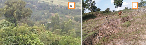 Figure 5. The overview of physical difference between treated exclosure (Figure 5A) & the untreated adjacent open grazing land (Figure 5B) in the study area: Source: field observation and Photographs by the researcher (October, 2021).
