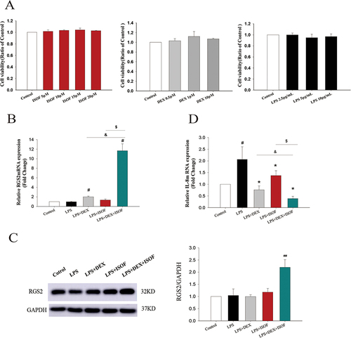 Figure 5 Effects of ISOF, DEX and the combination of both on LPS-induced inflammation in a BEAS-2B cell model. (A) The effect of ISOF, DEX and LPS on cell viability of BEAS-2B cells. (B) Regulatory effects of ISOF and DEX on LPS-induced RGS2 mRNA expression in BEAS-2B cells. (C) Regulatory effects of ISOF and DEX on LPS-induced RGS2 protein expression in BEAS-2B cells. (D) Regulatory effects of ISOF and DEX on LPS-induced IL-8 mRNA expression in BEAS-2B cells. All of the above experiments were at least greater than or equal to three independent replicates. Compared with control group #P<0.05, ##P<0.01. Compared with LPS group, *P<0.05. Compared with LPS+DEX group, and P<0.05; compared with LPS+ISOF group, $P<0.05. Compared by one-way analysis of variance or Kruskal–Wallis or one-way analysis of variance on ranks followed by Student–Newman–Keuls test.