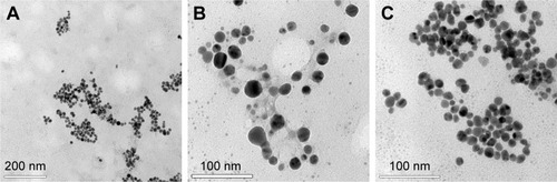 Figure 2 Images obtained by TEM showing the shape and size of the AgNPs biosynthesized from the free extract of cells of the fungus Duddingtonia flagrans. Amplification: (A) 1,00,000×, (B) 2,00,000×, and (C) 3,00,000×.Abbreviations: AgNPs, silver nanoparticles; TEM, transmission electron microscopy.