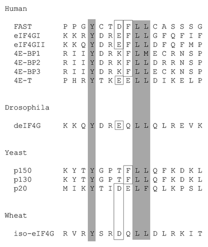 Figure 1. FAST encodes an eIF4E-binding motif. Amino acid sequence alignment comparing the eIF4E-binding motifs of FAST with those found in human eIF4GI (AF012088), human eIF4GII (AF012072), human 4E-BP1 (L36055), human 4E-BP2 (L36056), human 4E-BP3 (AF038869), human 4E-T (AF240775), Drosophila eIF4G (AF030155), S. cerevisiae eIF4GI (p39935), S. cerevisiae eIF4GII (p39936), S.cerevisiae p20 (X15731) and wheat iso-eIF4G (M95747). Residues which are critical for eIF4E binding are boxed and shaded. The additional identical or reserved residues are boxed.