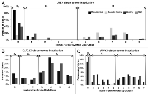 Figure 3 Determination of XCI allele status from bisulfite sequencing analyses. (A–C) Each clone from bisulfite sequencing was analyzed for the number of CpG sites methylated in each clone. Histograms represent the distribution of percentage of clones based on degree of methylation. The bimodal peaks observed at all three loci are consistent with X chromosome inactivation. Clones with no sites methylated are designated as clear active alleles (XA), clones with >50% of maximum number of methylated sites are designated as inactive (XI) and the intervening clones as potentially undefined XCI status (X?). (A) The control X inactivated gene AR has a maximum of 9 possible methylation sites. Both male controls had no XI clones, as expected, with 90% of the clones showing no methylated sites and only one clone showing one methylated CpG site. Female controls showed the typical bimodal distribution into active and inactive alleles. Individuals within the PBC twin pairs showed a similar bimodal distribution with no apparent differences between XA and XI alleles at the AR promoter. (B) Unlike AR, the XCI allele distribution of CLIC2 methylation patterns did not follow a bimodal distribution typical of promoters subject to XCI. Approximately 40% of clones at CLIC2 fell into the X? status category that could not be designated as active or inactive. No apparent differences were observed between healthy and PBC individuals in the XCI status distribution. (C) The PIN4 methylation pattern also did not fit the typical XCI distribution pattern, as 20–30% of the clones fell within the X? category. Both healthy and PBC subjects showed similar frequencies of X? clones.