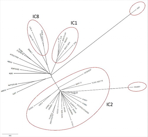 Figure 2. Unrooted phylogenetic tree representing the relatedness among the genomes under study. The tree file was generated by ProgressiveMauve and was visualized in FigTree (Version 1.4.1) (http://tree.bio.ed.ac.uk/software/figtree/). The PKAB07, despite closest to the clonal AC29, stands out in the tree, where as the rest of the strains clustered into 3 clades, a tree similar to that of Tan et al., (2013).