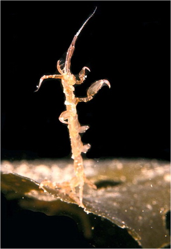 Fig. 3 Caprella septentrionalis Kröyer, 1838 on the frond of kelp showing its typical vertical position. Photo by P. Kukliński.