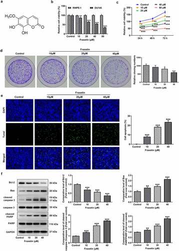 Figure 1. Fraxetin inhibits proliferation and induces apoptosis of DU145 prostate cancer cells. (a) the chemical structure of Fraxetin. (b) RWPE-1 and DU145 cells were treated with 0, 10, 20, 40 and 80 μM Fraxetin for 48 h, then cell viability was assessed using CCK-8 assay. (c) DU145 cell was treated with to 0, 10, 20, 40 and 80 μM Fraxetin for 24, 48 and 72 h, then cell viability was detected using CCK-8 assay. (d) colony formation assay was used to detect proliferation of DU145 cells that in the presence of 0, 10, 20 and 40 μM Fraxetin. E, the apoptosis of DU145 cell was observed by Tunel staining (magnification, x200). F, the protein expression of Bcl-2, Bax, cleaved-caspase 3/caspase 3 and cleaved PARP/PARP in DU145 was detected by western blot assay. *P < 0.05, **P < 0.01 and ***P < 0.001 vs Control.