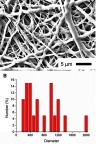 Figure 2 SEM image and fiber size distribution of lidocaine/hEGF-loaded nanofibers.Abbreviations: SEM, scanning electron microscope; hEGF, human epidermal growth factor.