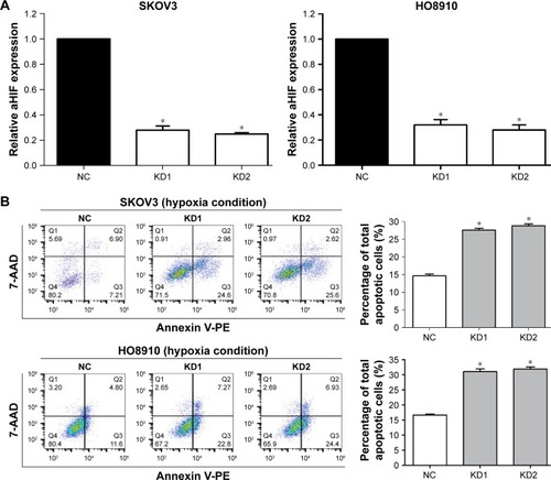 Figure 3 aHIF knockdown promotes EOC cell apoptosis under hypoxic conditions.