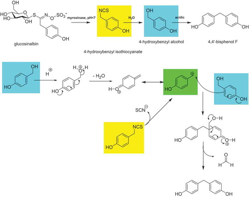 Figure 2. (colour online) Proposed reaction mechanism for the formation of 4,4ʹ-BPF. The cleavage of the glucosinolate glucosinalbin is catalysed by the enzyme myrosinase and leads primarily to the formation of the corresponding isothiocyanate. 4-Hydroxybenzyl isothiocyanate is hydrolysed to 4-HBA. In a further reaction, 4,4ʹ-BPF is formed. The carbocation can be formed from the isothiocyanate by loss of thiocyanate or from the 4-hydroxybenzyl alcohol by protonation and loss of water. A further 4-hydroxybenzyl alcohol molecule reacts with the carbocation.