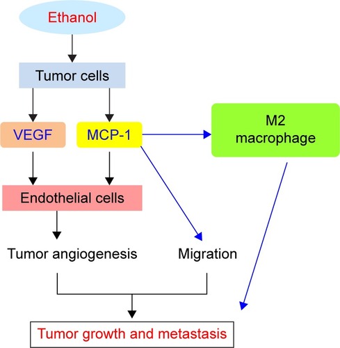 Figure 1 Role of VEGF and MCP-1 in alcohol-induced tumor growth and metastasis.