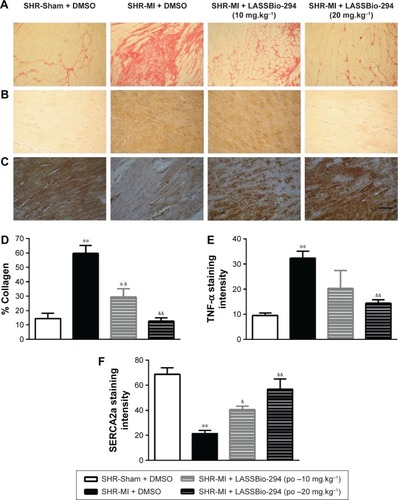 Figure 4 Effect of LASSBio-294 on cardiac fibrosis and protein expression in infarcted SHRs.