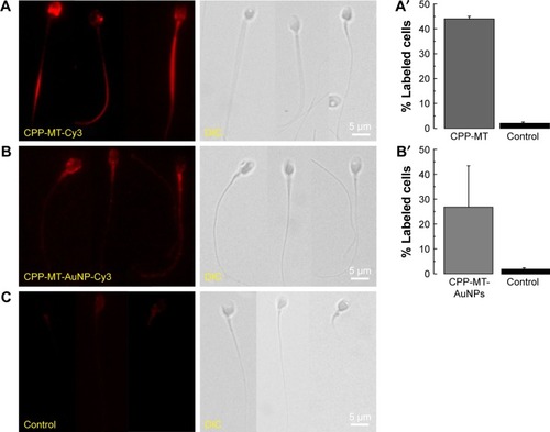 Figure 4 CPP-MT and CPP-MT-AuNP translocate intact human sperm.Notes: Sperm were incubated with 20 µg/mL of CPP-MT (A), CPP-MT-AuNP (B), or non-permeable GST-Rab3A (C, control) for 3 hours at 37°C in HTF medium. Afterward, cells were treated with trypsin to eliminate external probe. Then, cells were fixed and spotted on glass slides and labeled with Cy3-coupled anti-GST antibody. At least 100 cells were quantified, and the population of sperm showing positive label was recorded. The bars represent mean values ± SEM, calculated from three independent experiments. The images are representative of the experimental conditions described. One-way ANOVA shows statistically significant difference between relative labeled cells percentages incubated with CPP-MT (A′) or CPP-MT-AuNP (B′) vs the control group, P<0.0001 (Dunnett’s t-test).Abbreviations: AuNP, gold nanoparticles; CPP, cell-penetrating peptide; MT, metallothionein; CPP-MT-AuNP, CPP-MT protein-conjugated AuNP; HTF, human tubal fluid.