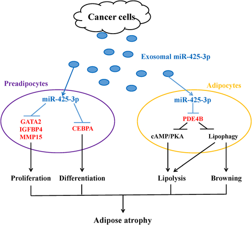 Figure 9. A schematic diagram for the impacts of cancer cell-derived exosomal miR-425-3p on adipocyte atrophy. Cancer cell-derived exosomal miR-425-3p targets proliferation- and differentiation-related regulating genes leading to the inhibition of preadipocyte proliferation and differentiation. In addition, PDE4B downregulation induced by cancer cell-derived exosomal miR-425-3p results in enhancement of adipocyte lipolysis and white adipocyte browning through activating cAMP/PKA signalling and/or lipophagy, respectively. The combined effects of these alterations will bring about adipocyte atrophy, ultimately leading to the loss of adipose tissue in cancer cachexia.