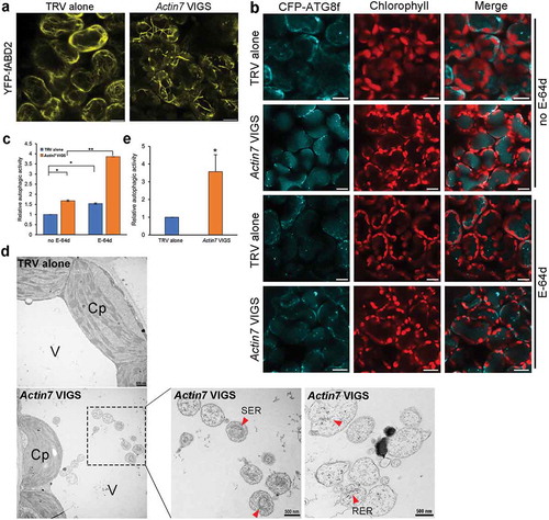 Figure 5. Autophagy is enhanced in Actin7-silenced plants. (a) Silencing of Actin7 (Actin7 VIGS) severely disrupted actin filaments. YFP-fABD2 is in yellow and chloroplasts are in red. Scale bars: 10 μm. (b) Representative confocal images of autophagic structures indicated by CFP-ATG8f in Actin7-silenced plants (Actin7 VIGS) and control plants (TRV alone) with (lower panel) or without (upper panel) E-64d. Confocal images were taken at the end of the day (dark 8 h). Autophagic structures were labeled by CFP-ATG8f. 100 μM E-64d was pre-infiltrated into leaves for 12 h before imaging. Scale bars: 10 μm. (c) Relative autophagic activity in Actin7-silenced plants and control plants. Autophagic activity in TRV alone plants without E-64d treatment was set to 1.0. More than 200 cells were quantified in each treatment. Values are means ± SE from 4 independent experiments. Student’s t test was performed to indicate significant difference (* 0.01 < p < 0.05, ** 0.001 < p < 0.01). (d) Representative TEM images of autophagic bodies in Actin7-silenced plants and control plants. Red arrowheads indicate the autophagic bodies inside the vacuole containing SER or RER. V, vacuole. Cp, chloroplast. SER, smooth ER. RER, rough ER. (e) Relative autophagic activity in Actin7-silenced plants was normalized to that of TRV alone plants. Approximately 30 cells were quantified in each treatment. Student’s t test was performed to indicate significant difference (* 0.01 < p < 0.05).